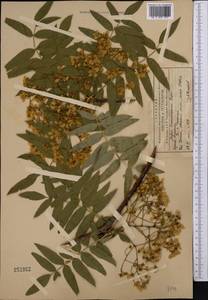 Sorbus tianschanica Rupr., Middle Asia, Northern & Central Tian Shan (M4) (Kyrgyzstan)