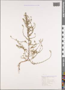 Sedobassia sedoides (Pall.) Freitag & G. Kadereit, Caucasus, Black Sea Shore (from Novorossiysk to Adler) (K3) (Russia)