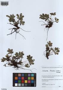 Potentilla humifusa Willd., Siberia, Altai & Sayany Mountains (S2) (Russia)