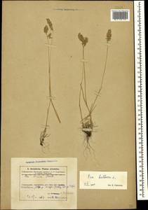 Poa bulbosa L., Caucasus, Azerbaijan (K6) (Azerbaijan)