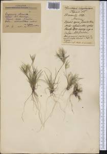 Poaceae, America (AMER) (Mexico)