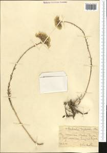 Pseudosedum longidentatum Boriss., Middle Asia, Western Tian Shan & Karatau (M3) (Uzbekistan)