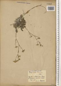 Pimpinella tragium Vill., Eastern Europe, Central forest-and-steppe region (E6) (Russia)
