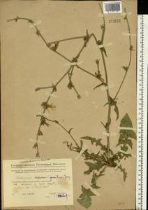 Cichorium pumilum Jacq., Eastern Europe, Eastern region (E10) (Russia)