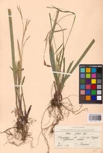 Carex pilosa Scop., Eastern Europe, Middle Volga region (E8) (Russia)