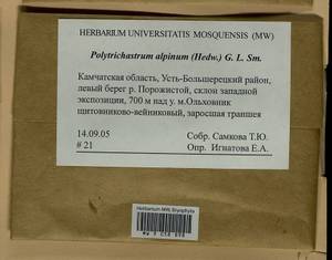 Polytrichastrum alpinum (Hedw.) G.L. Sm., Bryophytes, Bryophytes - Chukotka & Kamchatka (B21) (Russia)