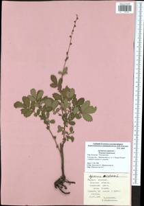 Agrimonia eupatoria L., Eastern Europe, Central region (E4) (Russia)