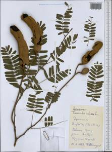 Tamarindus indica L., Africa (AFR) (Ethiopia)