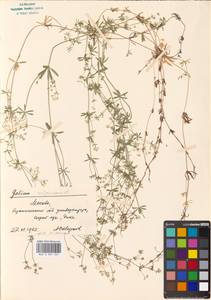 Galium uliginosum L., Eastern Europe, Moscow region (E4a) (Russia)