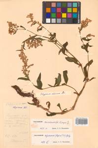 Koenigia alpina (All.) T. M. Schust. & Reveal, Siberia, Russian Far East (S6) (Russia)