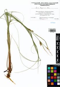 Carex kirganica Kom., Siberia, Baikal & Transbaikal region (S4) (Russia)
