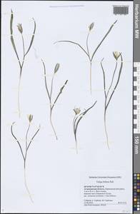 Tulipa biflora Pall., Eastern Europe, Lower Volga region (E9) (Russia)