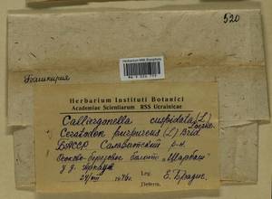 Calliergonella cuspidata (Hedw.) Loeske, Bryophytes, Bryophytes - South Urals (B14) (Russia)