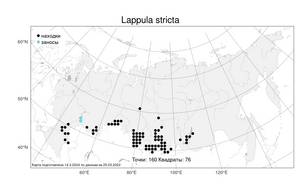 Lappula stricta (Ledeb.) Gürke, Atlas of the Russian Flora (FLORUS) (Russia)