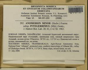 Anomodon minor (Hedw.) Lindb., Bryophytes, Bryophytes - Baikal & Transbaikal regions (B18) (Russia)