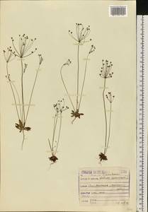 Androsace septentrionalis L., Eastern Europe, Moscow region (E4a) (Russia)