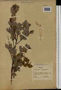 Salix myrsinifolia subsp. myrsinifolia, Eastern Europe, North-Western region (E2) (Russia)