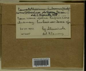 Homalothecium philippeanum (Spruce) Schimp., Bryophytes, Bryophytes - Middle Asia & Kazakhstan (B16) (Kyrgyzstan)