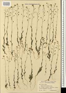 Camelina microcarpa Andrz. ex DC., Crimea (KRYM) (Russia)