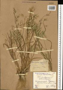 Bromus squarrosus L., Eastern Europe, North Ukrainian region (E11) (Ukraine)