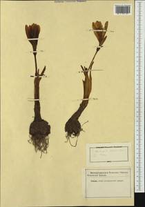 Sternbergia lutea (L.) Ker Gawl. ex Spreng., Western Europe (EUR) (Not classified)