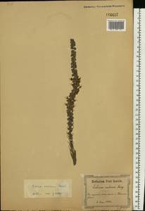 Pontechium maculatum (L.) Böhle & Hilger, Eastern Europe, South Ukrainian region (E12) (Ukraine)