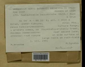 Iwatsukiella leucotricha (Mitt.) W.R. Buck & H.A. Crum, Bryophytes, Bryophytes - Western Siberia (including Altai) (B15) (Russia)