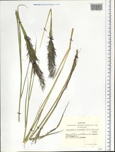 Phragmites australis (Cav.) Trin. ex Steud., Siberia, Altai & Sayany Mountains (S2) (Russia)