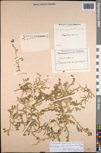 Selaginella denticulata (L.) Spring, Western Europe (EUR) (France)