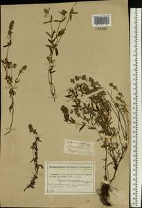 Thymus pannonicus All., Eastern Europe, Middle Volga region (E8) (Russia)