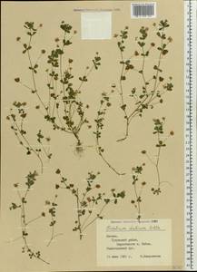 Trifolium dubium Sibth., Eastern Europe, Latvia (E2b) (Latvia)