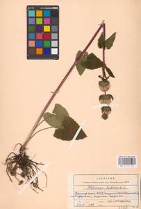 MHA 0 154 162, Phlomoides tuberosa (L.) Moench, Eastern Europe, Eastern region (E10) (Russia)