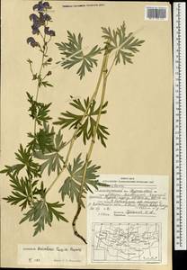 Aconitum ambiguum subsp. baicalense (Turcz. ex Rapaics) Vorosch., Mongolia (MONG) (Mongolia)
