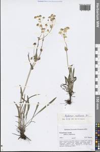 Bupleurum multinerve DC., Siberia, Altai & Sayany Mountains (S2) (Russia)