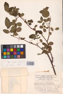 Rosa acicularis Lindl., Eastern Europe, Eastern region (E10) (Russia)