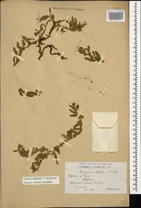 Polygonum cognatum subsp. cognatum, Caucasus, Armenia (K5) (Armenia)
