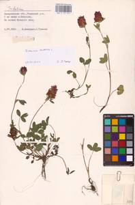 Trifolium pratense L., Eastern Europe, West Ukrainian region (E13) (Ukraine)