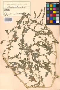 Atriplex tatarica L., Eastern Europe, Moscow region (E4a) (Russia)