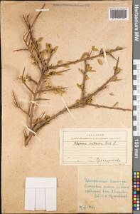 Rhamnus erythroxyloides subsp. sintenisii (Rech. fil.) D.J. Mabberley, Middle Asia, Kopet Dag, Badkhyz, Small & Great Balkhan (M1) (Turkmenistan)