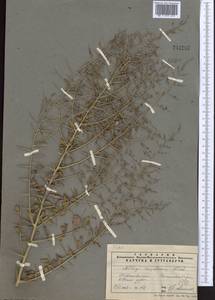 Alhagi pseudalhagi (M.Bieb.) Desv. ex Wangerin, Middle Asia, Pamir & Pamiro-Alai (M2) (Tajikistan)