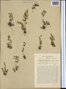 Anogramma leptophylla (L.) Link, Western Europe (EUR) (Italy)
