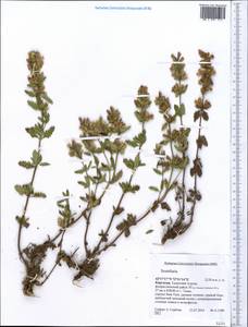 Scutellaria, Middle Asia, Western Tian Shan & Karatau (M3) (Kyrgyzstan)