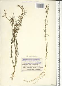 Thesium ramosum Hayne, Caucasus, Armenia (K5) (Armenia)