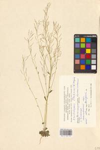 Arabidopsis thaliana (L.) Heynh., Eastern Europe, Lower Volga region (E9) (Russia)