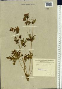 Geranium pratense L., Siberia, Baikal & Transbaikal region (S4) (Russia)