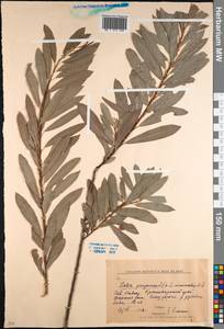 Salix purpurea L., Caucasus, Krasnodar Krai & Adygea (K1a) (Russia)