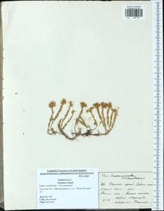 Sedum acre L., Eastern Europe, Central region (E4) (Russia)