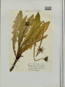 Taraxacum longicorne Dahlst., Siberia, Russian Far East (S6) (Russia)