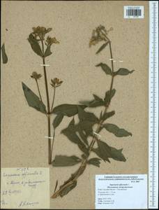 Saponaria officinalis L., Eastern Europe, Central region (E4) (Russia)