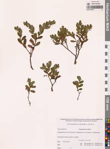 Chamaedaphne calyculata (L.) Moench, Siberia, Chukotka & Kamchatka (S7) (Russia)